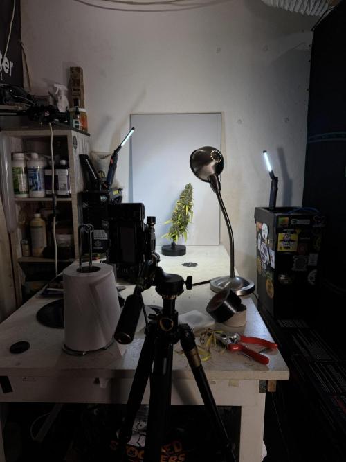 Dognabis 035 Permanent Marker (Zamnesia). Week 14 - PM #1