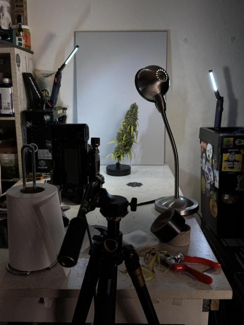 Dognabis 035 Permanent Marker (Zamnesia). Week 14 - PM #1