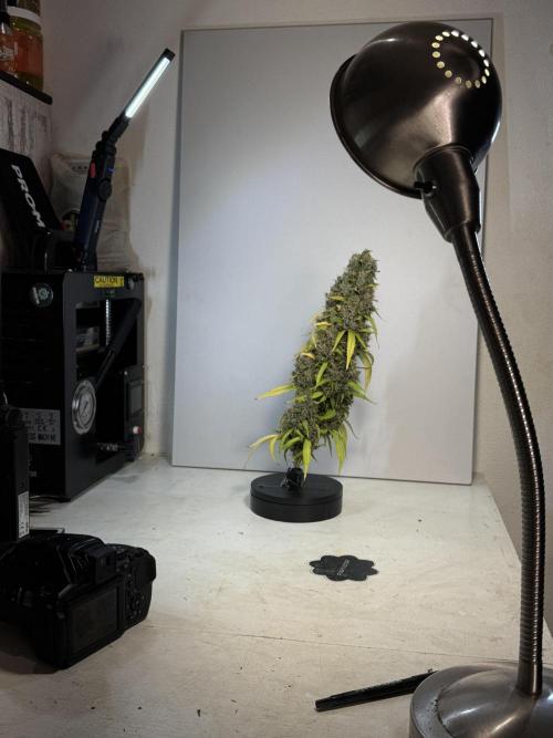 Dognabis 035 Permanent Marker (Zamnesia). Week 14 - PM #1