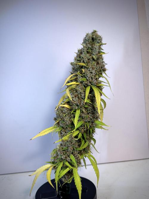 Dognabis 035 Permanent Marker (Zamnesia). Week 14 - PM #1