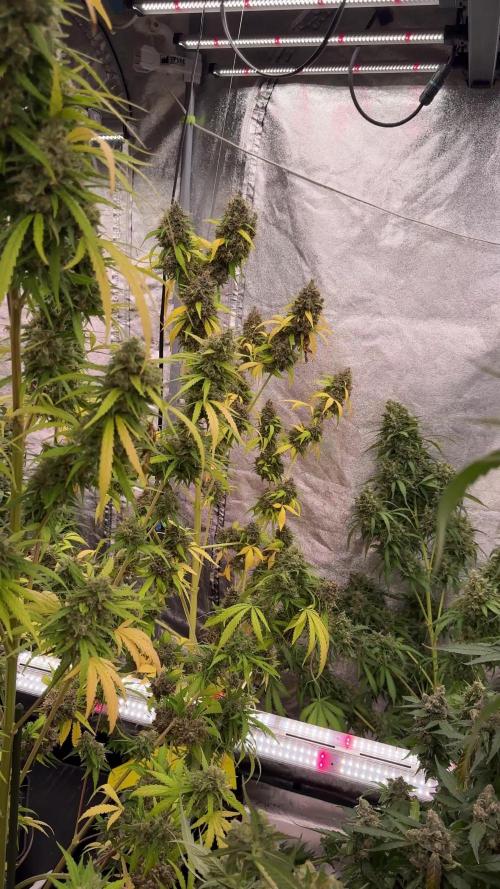 Dognabis 035 Permanent Marker (Zamnesia)