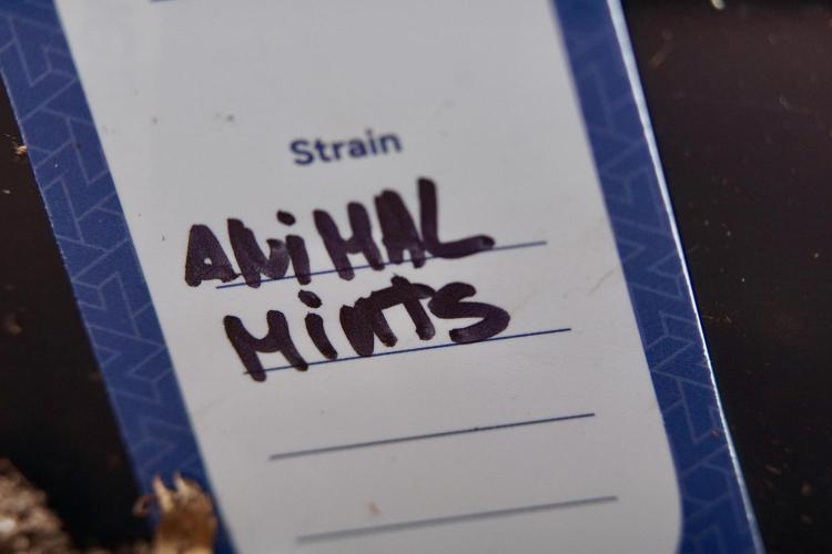 Animal Mints-Legends of the Frozen North. Week 0 - the beginning 