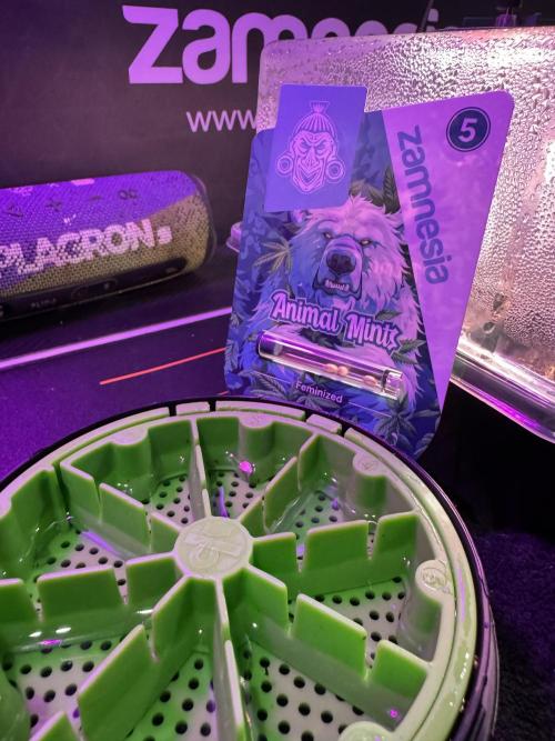 Animal Mints-Legends of the Frozen North. Week 0 - the beginning 