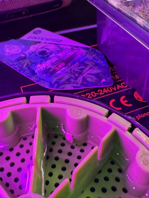 Animal Mints-Legends of the Frozen North. Week 0 - the beginning 