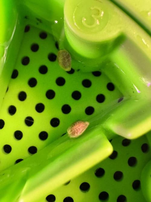 Animal Mints-Legends of the Frozen North. Week 0 - the beginning 