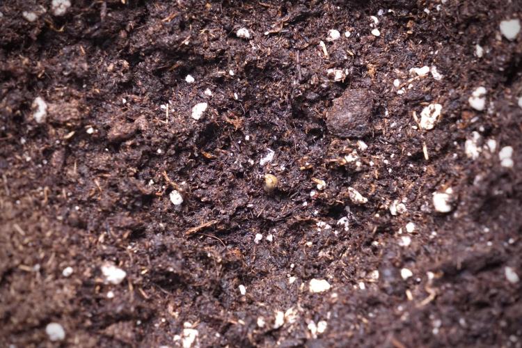 Animal Mints-Legends of the Frozen North. Week 0 - the beginning 