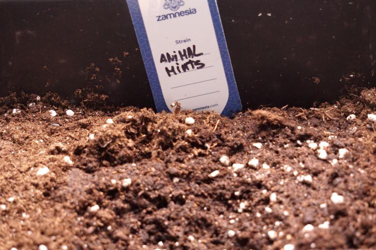 Animal Mints-Legends of the Frozen North. Week 0 - the beginning 