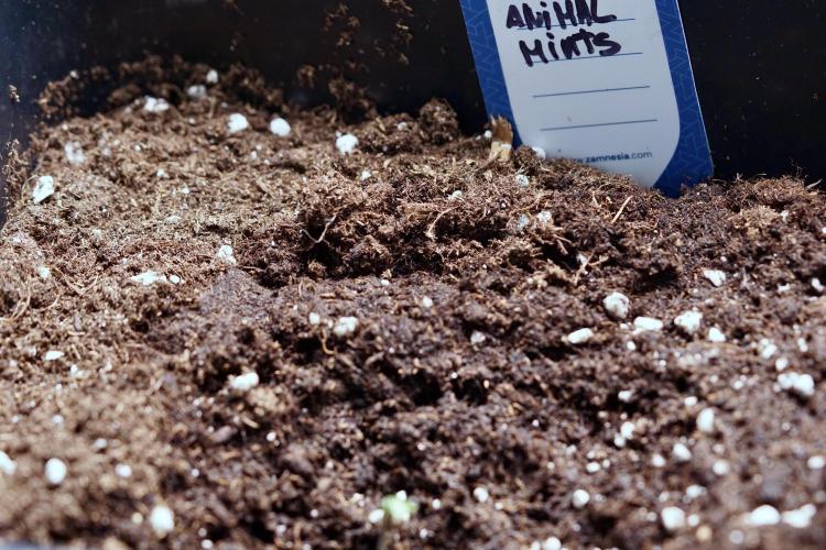 Animal Mints-Legends of the Frozen North. Week 0 - the beginning 