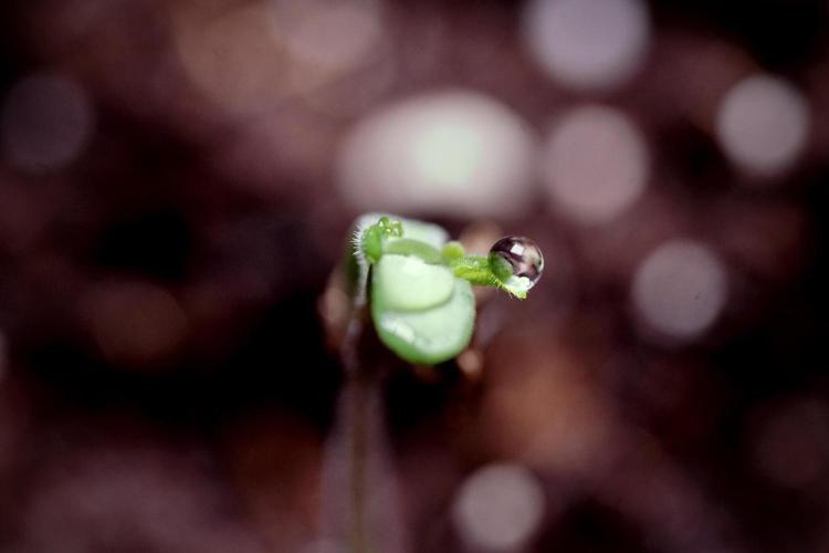 Animal Mints-Legends of the Frozen North. Week 0 - the beginning 