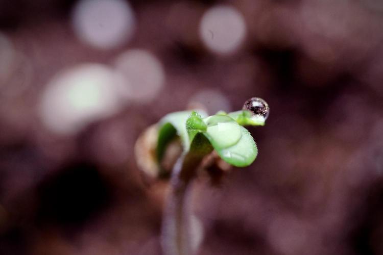 Animal Mints-Legends of the Frozen North. Week 0 - the beginning 