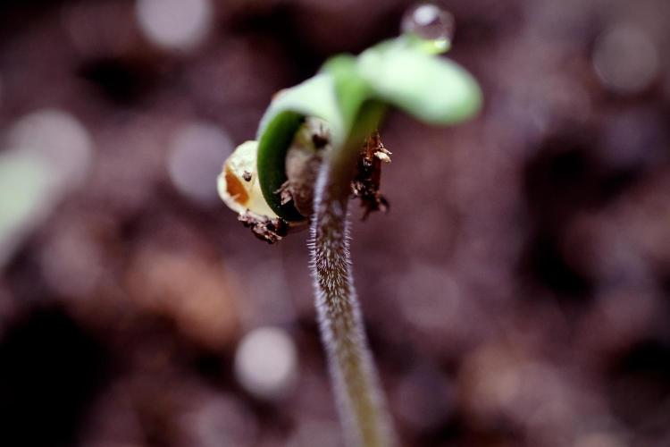 Animal Mints-Legends of the Frozen North. Week 0 - the beginning 