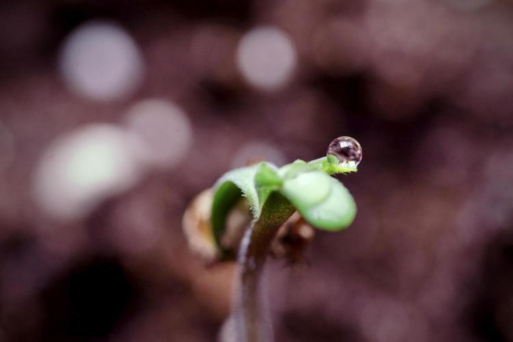 Animal Mints-Legends of the Frozen North. Week 0 - the beginning 