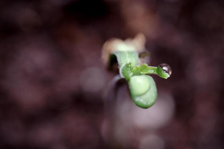Animal Mints-Legends of the Frozen North. Week 0 - the beginning 