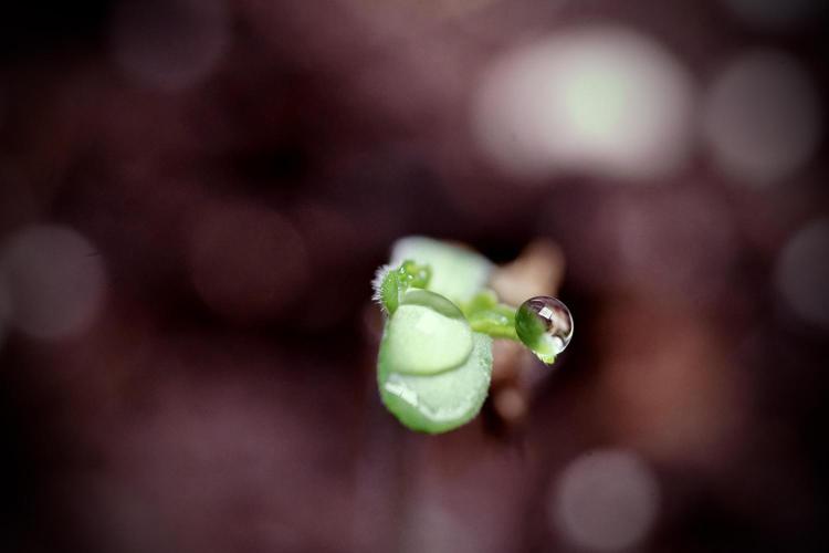 Animal Mints-Legends of the Frozen North. Week 0 - the beginning 