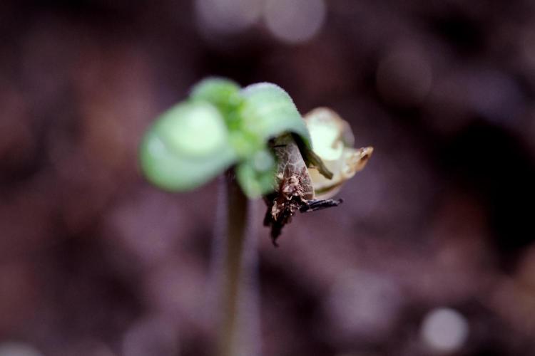 Animal Mints-Legends of the Frozen North. Week 0 - the beginning 