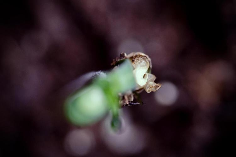 Animal Mints-Legends of the Frozen North. Week 0 - the beginning 