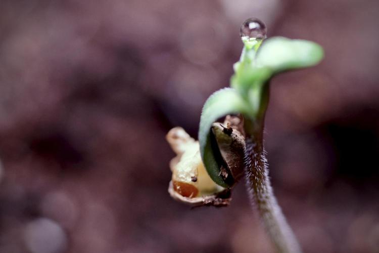 Animal Mints-Legends of the Frozen North. Week 0 - the beginning 