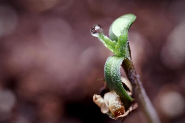 Animal Mints-Legends of the Frozen North. Week 0 - the beginning 