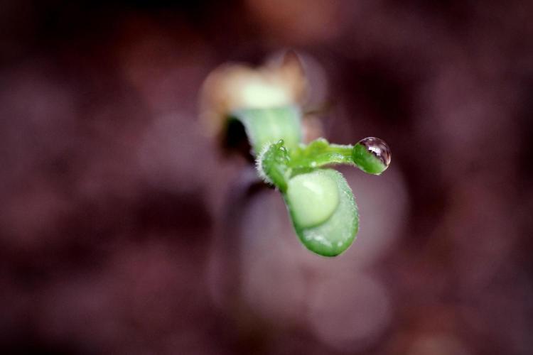 Animal Mints-Legends of the Frozen North. Week 0 - the beginning 