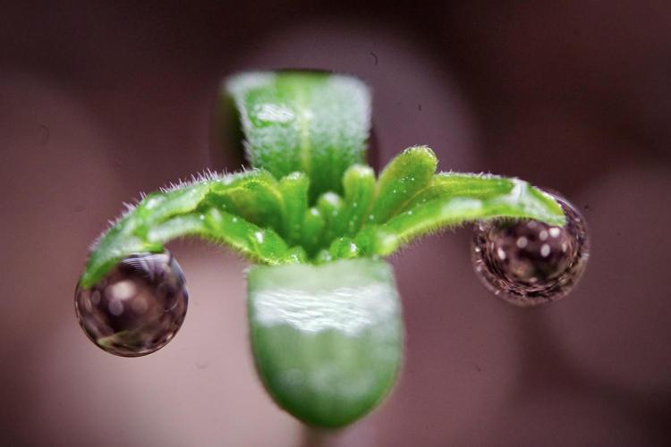 Animal Mints-Legends of the Frozen North. Week 0 - the beginning 