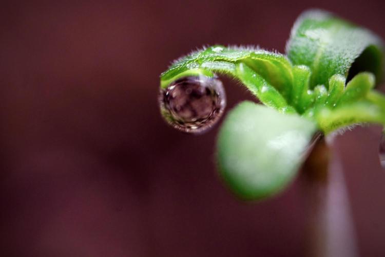 Animal Mints-Legends of the Frozen North. Week 0 - the beginning 