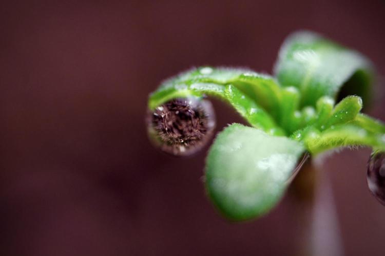 Animal Mints-Legends of the Frozen North. Week 0 - the beginning 