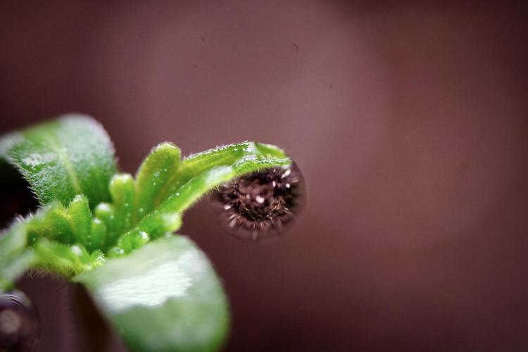 Animal Mints-Legends of the Frozen North. Week 0 - the beginning 