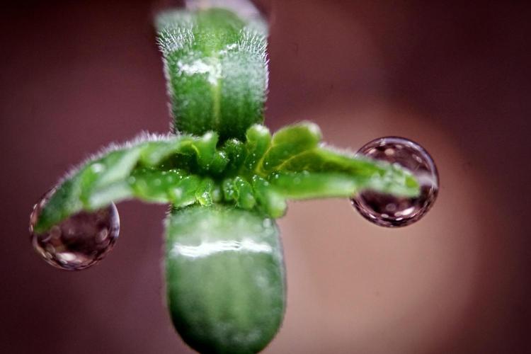 Animal Mints-Legends of the Frozen North. Week 0 - the beginning 