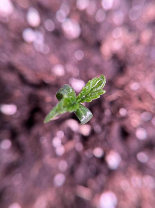 Animal Mints-Legends of the Frozen North. Week 0 - the beginning 