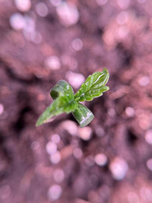 Animal Mints-Legends of the Frozen North. Week 0 - the beginning 