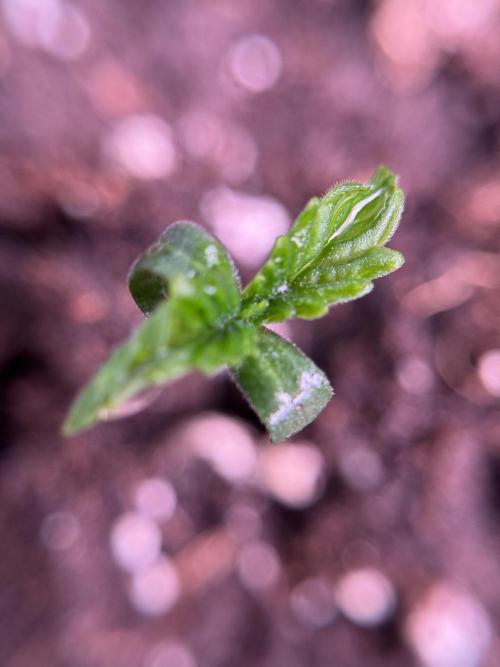 Animal Mints-Legends of the Frozen North. Week 0 - the beginning 