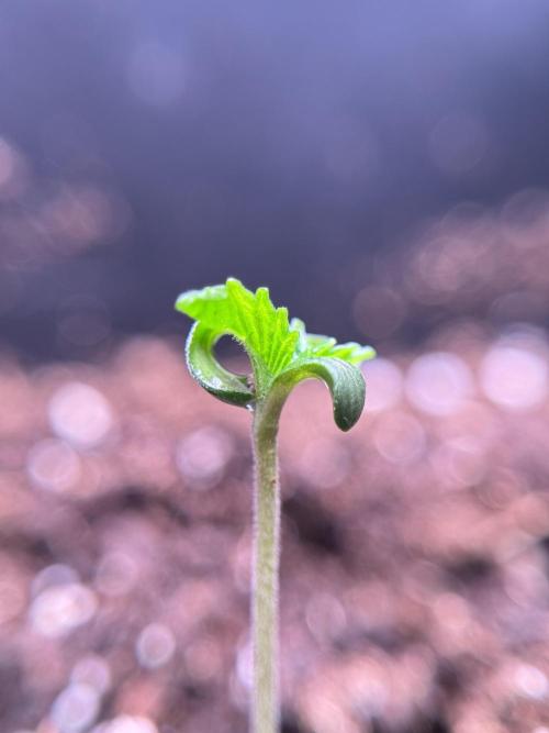 Animal Mints-Legends of the Frozen North. Week 0 - the beginning 