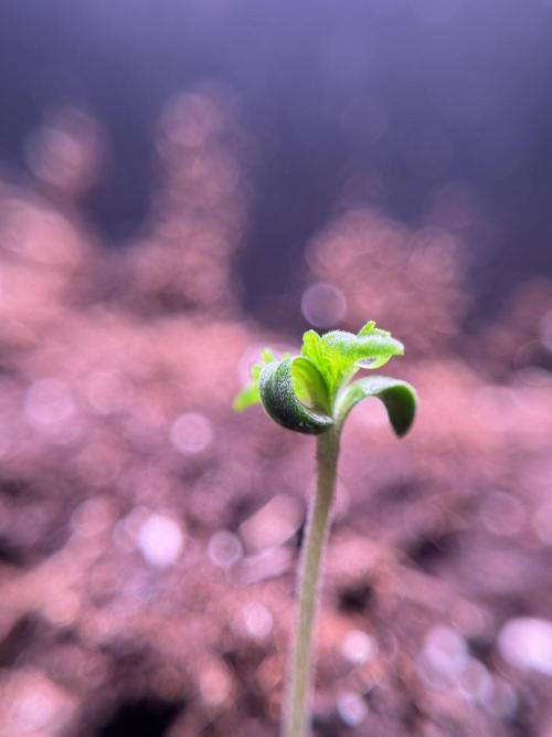 Animal Mints-Legends of the Frozen North. Week 0 - the beginning 