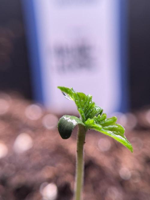 Animal Mints-Legends of the Frozen North. Week 0 - the beginning 