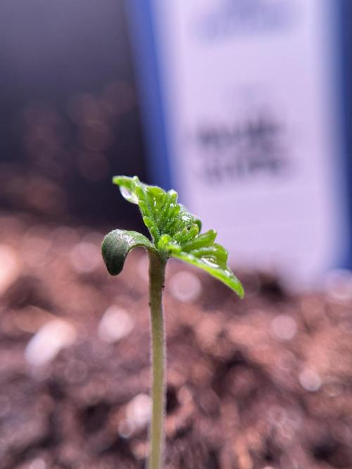 Animal Mints-Legends of the Frozen North. Week 0 - the beginning 