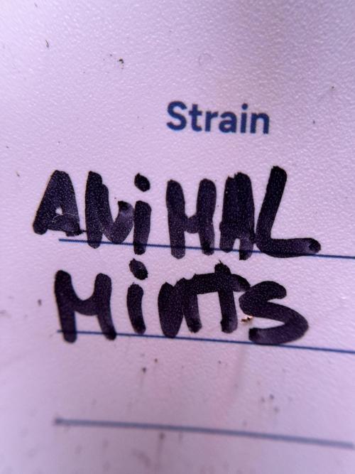 Animal Mints-Legends of the Frozen North. Week 0 - the beginning 