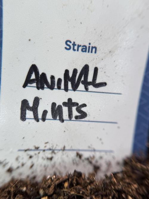 Animal Mints-Legends of the Frozen North. Week 0 - the beginning 