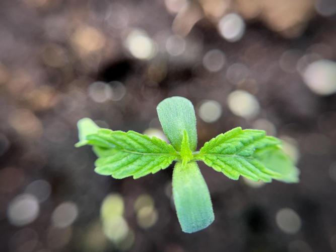 Animal Mints-Legends of the Frozen North. Week 0 - the beginning 