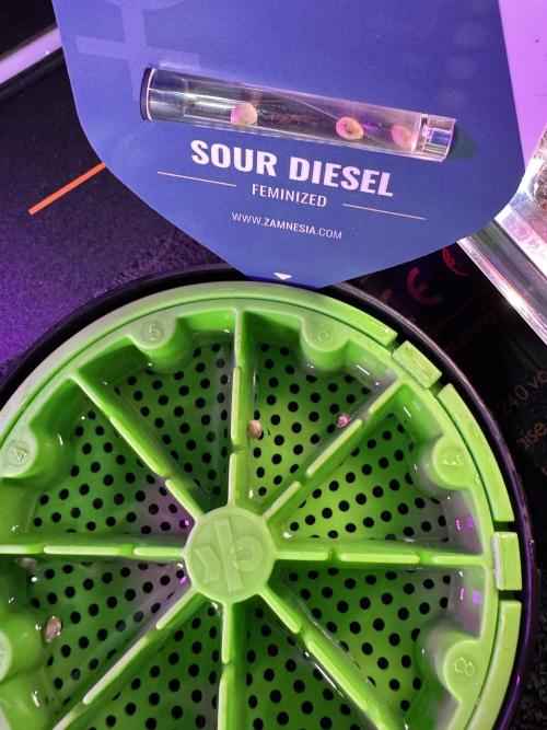 SOUR DIESEL-The Ascension of a Legend. Week 0 - Germination reports 