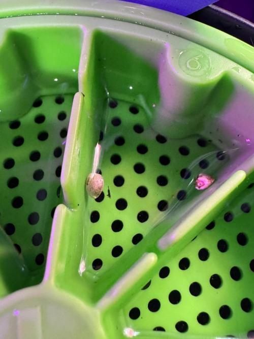 SOUR DIESEL-The Ascension of a Legend. Week 0 - Germination reports 