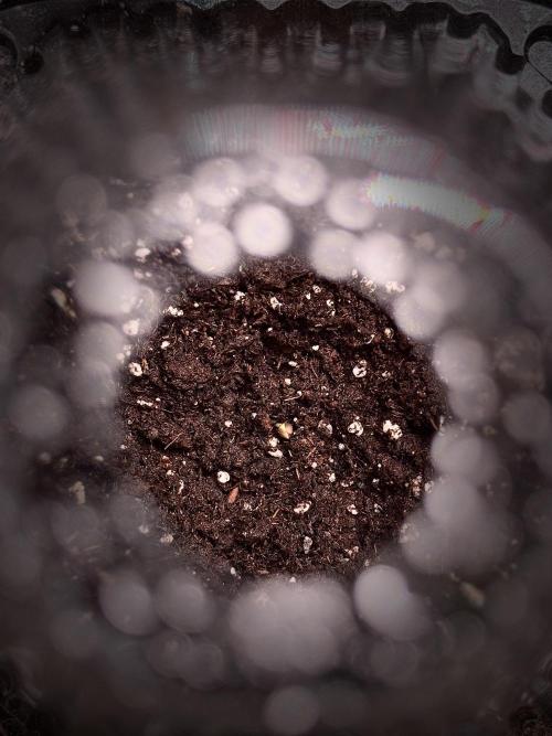 SOUR DIESEL-The Ascension of a Legend. Week 0 - Germination reports 