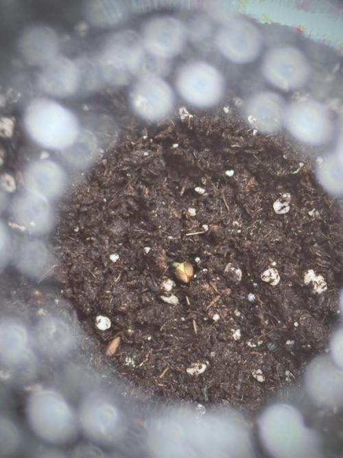 SOUR DIESEL-The Ascension of a Legend. Week 0 - Germination reports 
