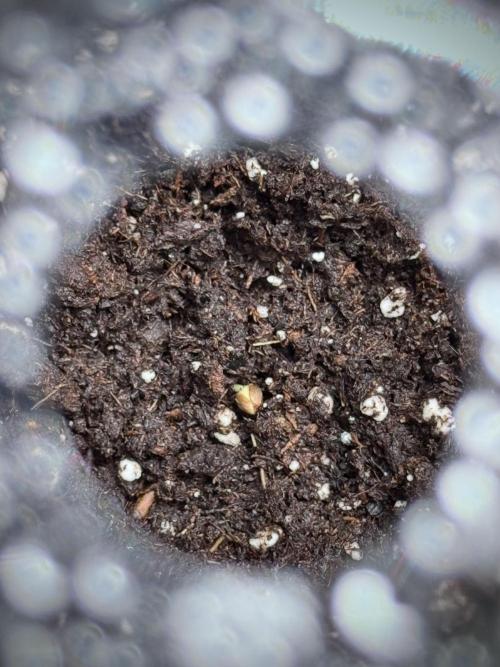 SOUR DIESEL-The Ascension of a Legend. Week 0 - Germination reports 