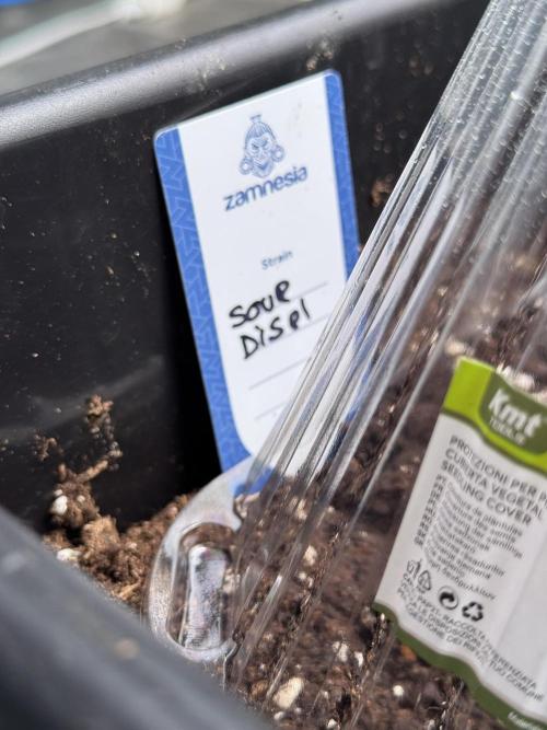 SOUR DIESEL-The Ascension of a Legend. Week 0 - Germination reports 