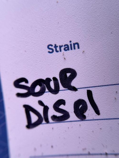 SOUR DIESEL-The Ascension of a Legend. Week 0 - Germination reports 