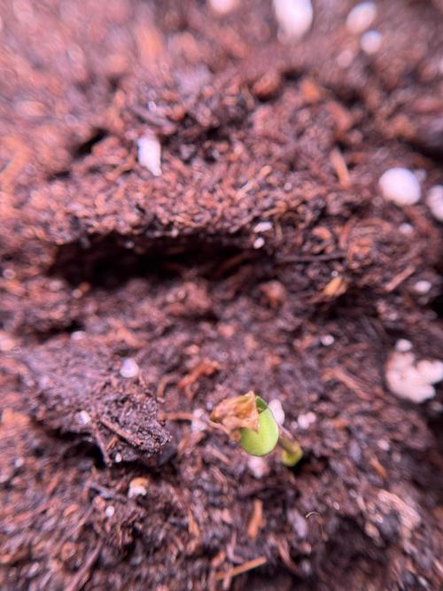 SOUR DIESEL-The Ascension of a Legend. Week 0 - Germination reports 