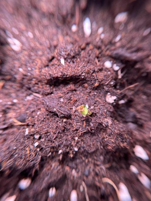 SOUR DIESEL-The Ascension of a Legend. Week 0 - Germination reports 