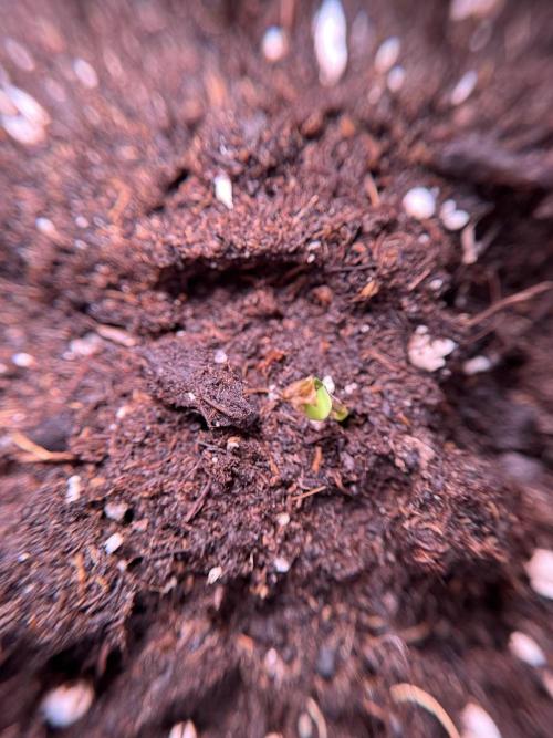 SOUR DIESEL-The Ascension of a Legend. Week 0 - Germination reports 