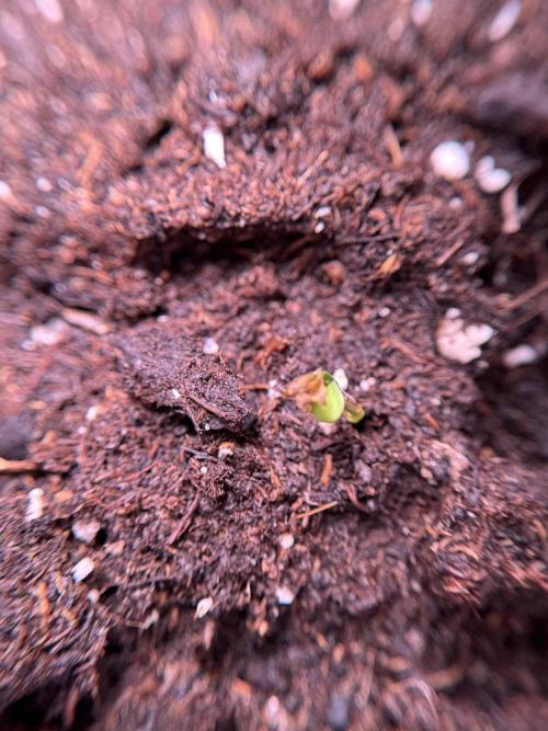 SOUR DIESEL-The Ascension of a Legend. Week 0 - Germination reports 