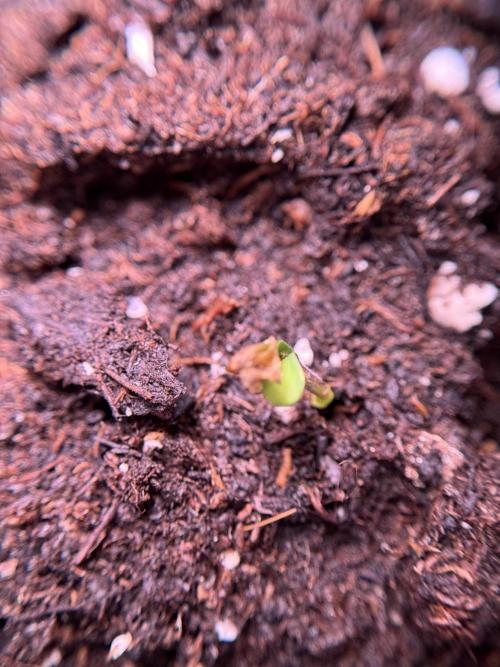 SOUR DIESEL-The Ascension of a Legend. Week 0 - Germination reports 